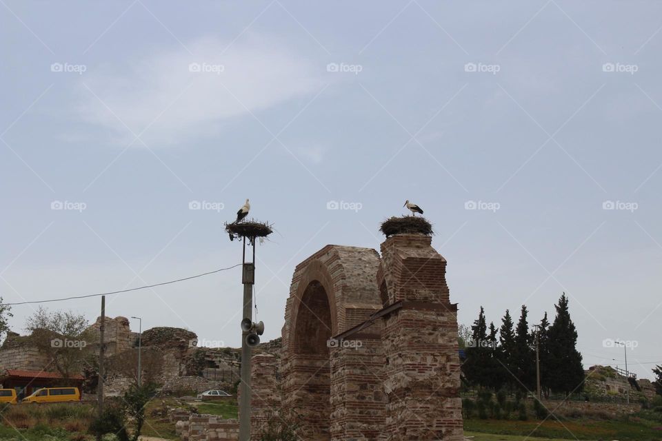 Storks are very popular in Turkey, no wonder there are many stork nests among Ephesus archaeological area in Selcuk town. 