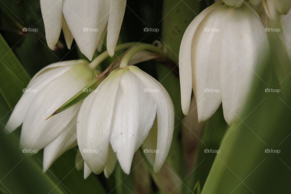 Yucca Blooms