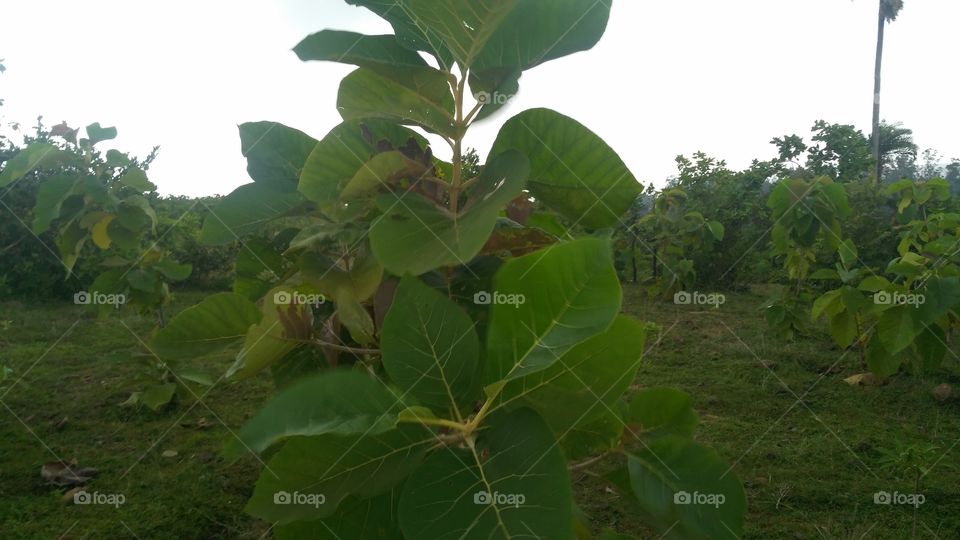 a beautiful teak plant.