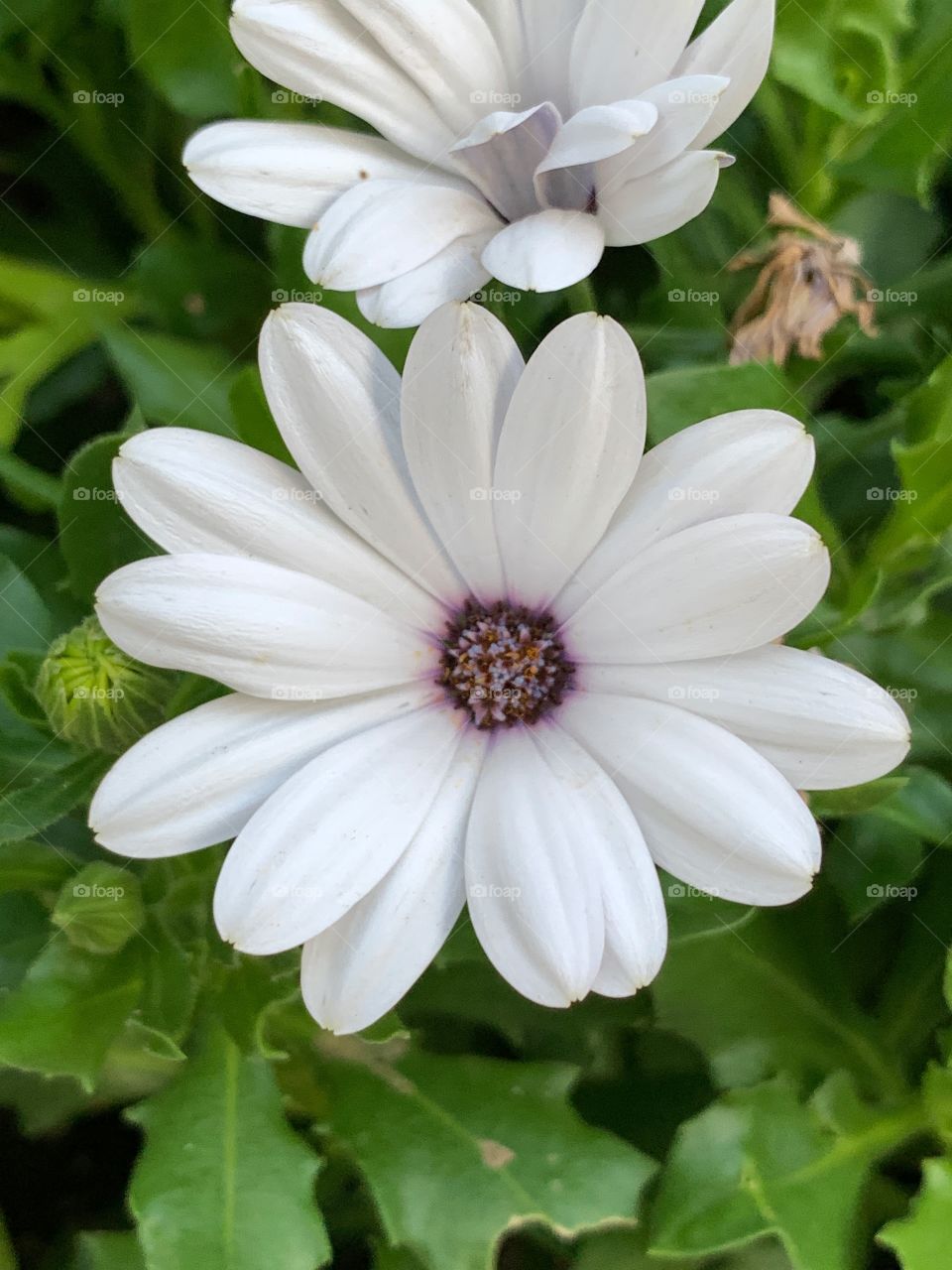 Beautiful flower blossoms of cape marguerite with white petals. Outdoor garden. 