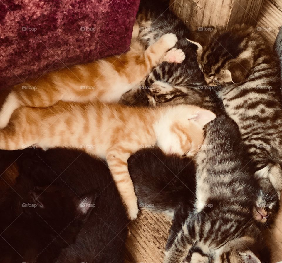 Sleepy kittens