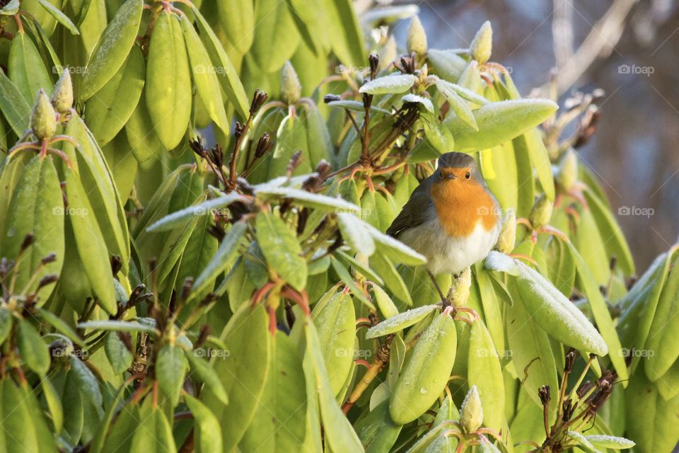 Redbreast robin bird sitting in a Rhododendron a beautiful winter day - en rödhake i en rhododendron en fin vinterdag 
