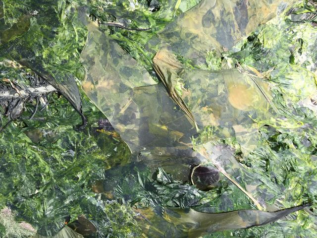 Seaweed 