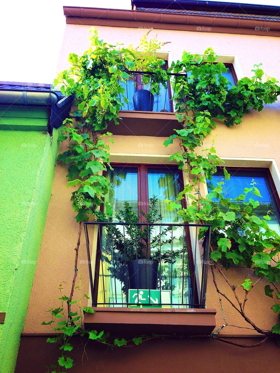 Grape windows 