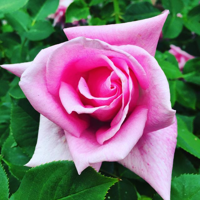 Pink rose