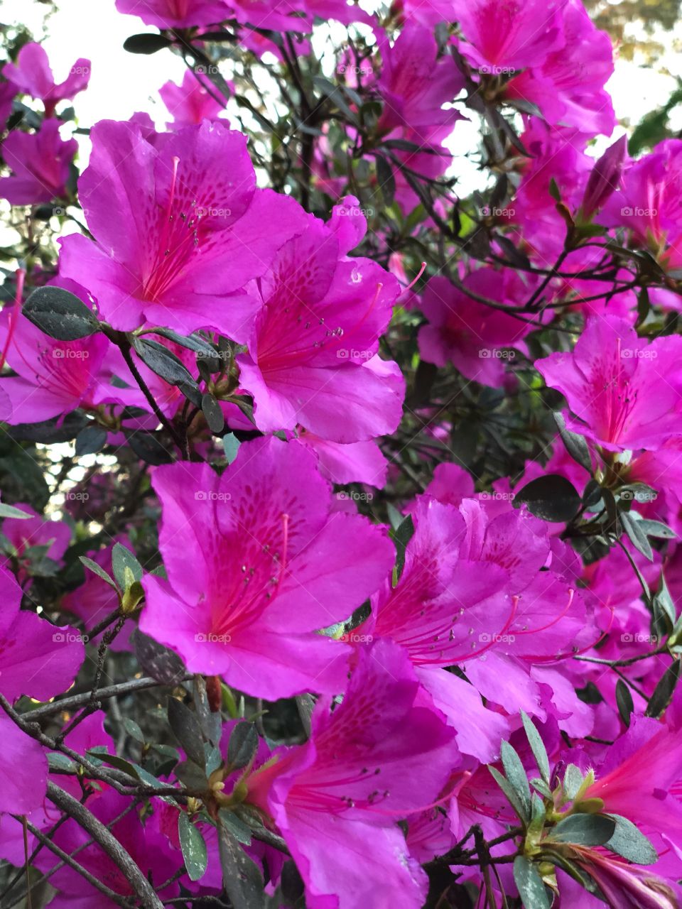 Spring Time Flowers in Georgia 