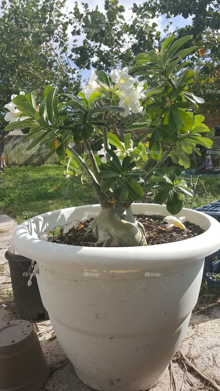 desert rose in a pot