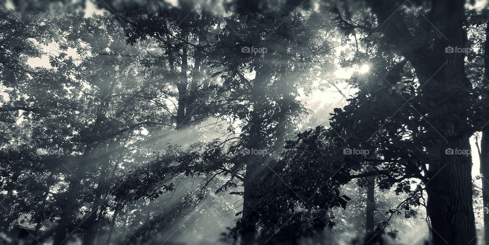 sunlight rays shining through the forest