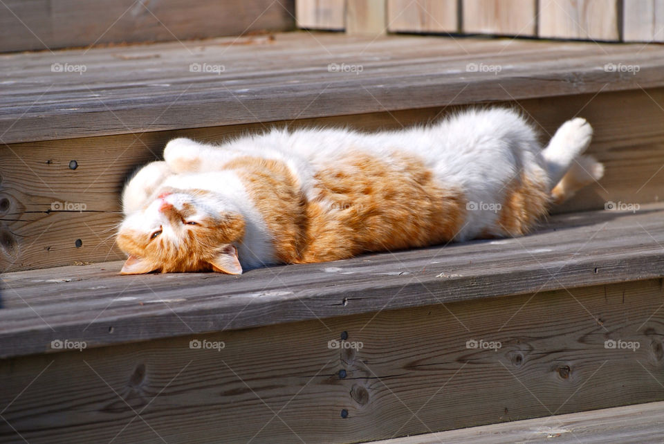 Cat lying on steps