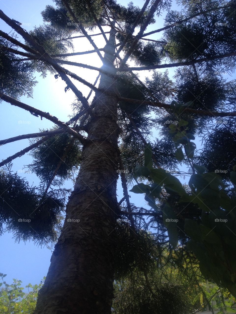 Looking up Norfolk Island Pine