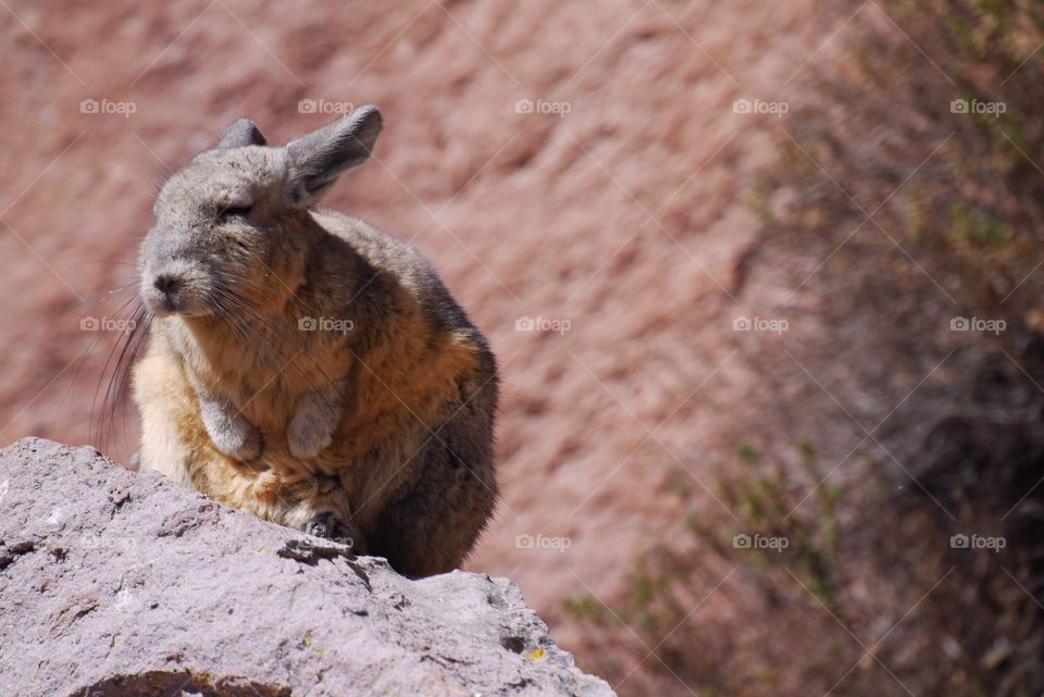 Close-up of mountain viscacha on rock