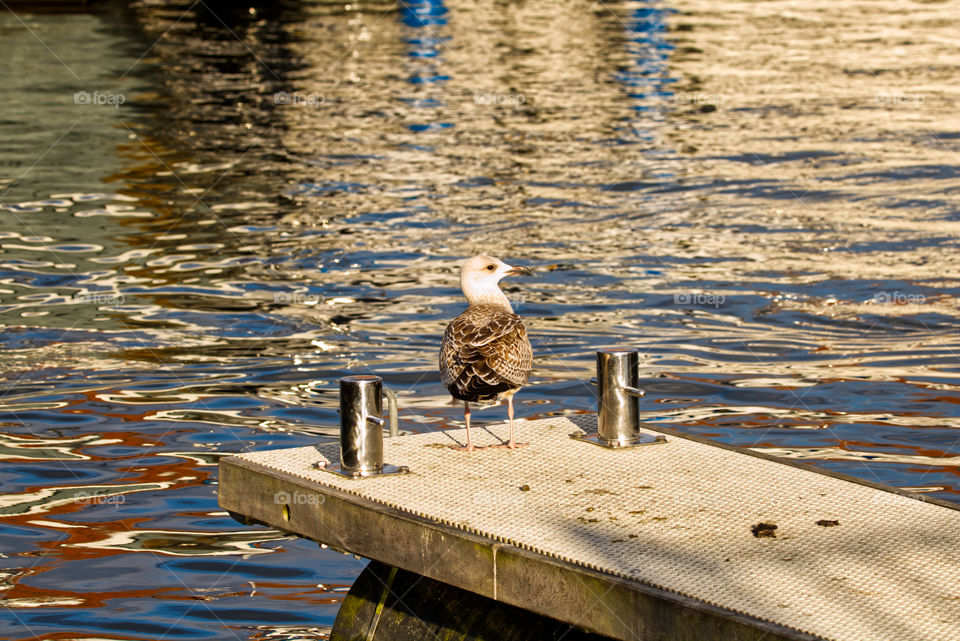 Sea gull