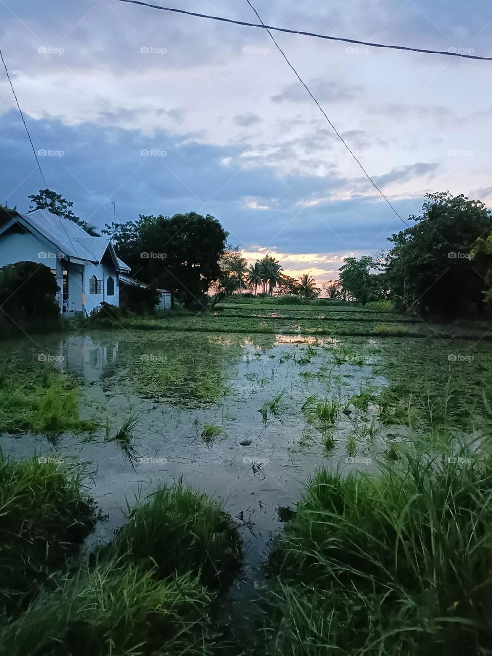 rice fields filled with water