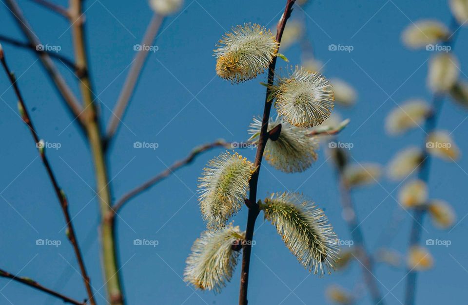 spring colors, sun, flowering trees, willow