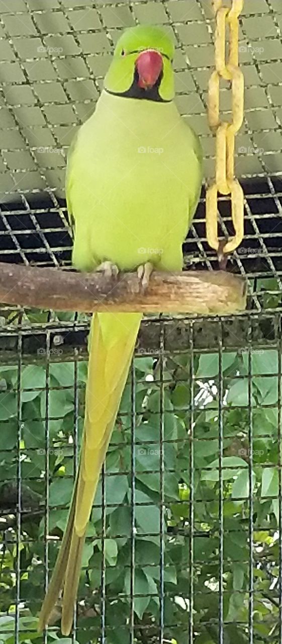 Patriot  ( he has crossed over to the dark side.) 🤣