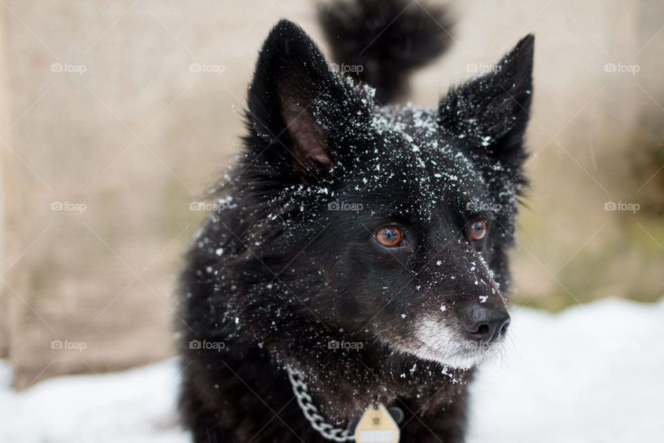 Portrait of a dog with snow