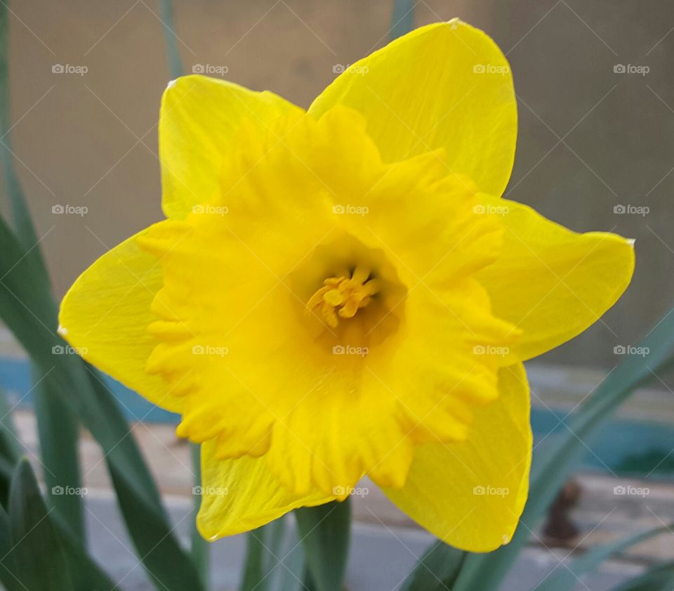 Daffodil . The solo flower in our backyard.