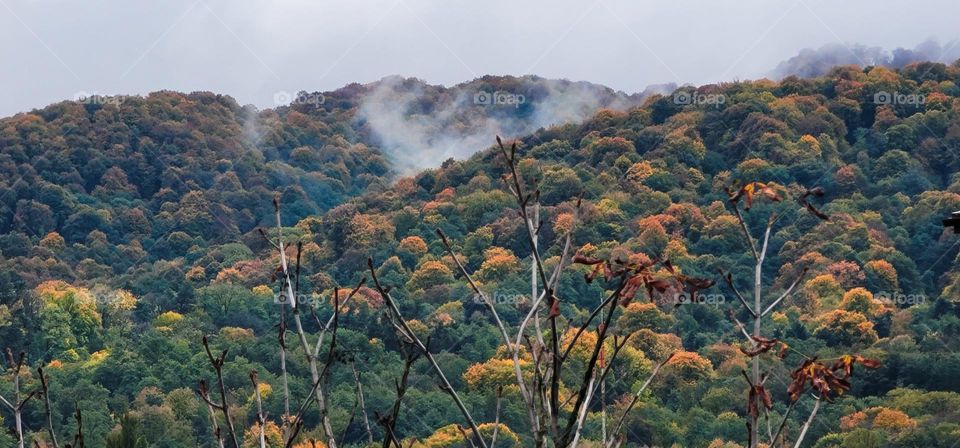 Colorful forest with Foggy .