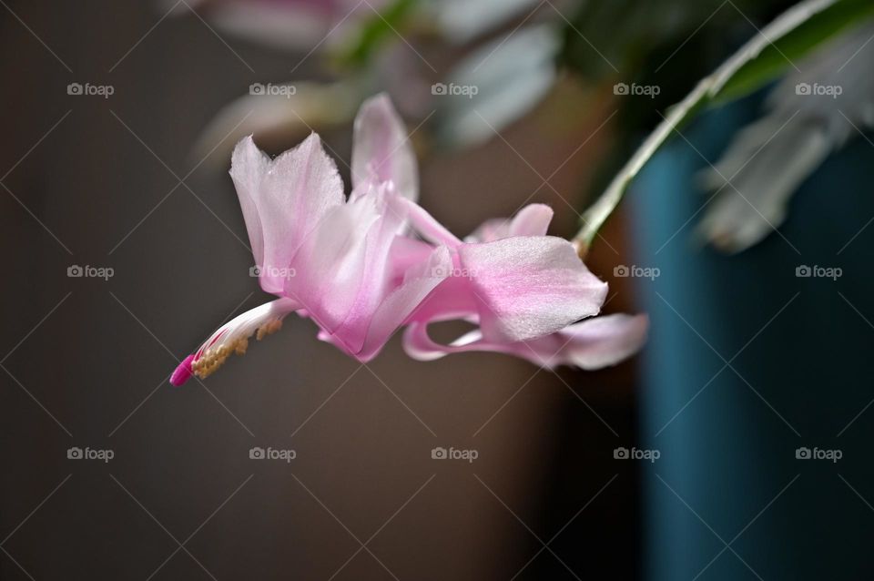 Christmas cactus