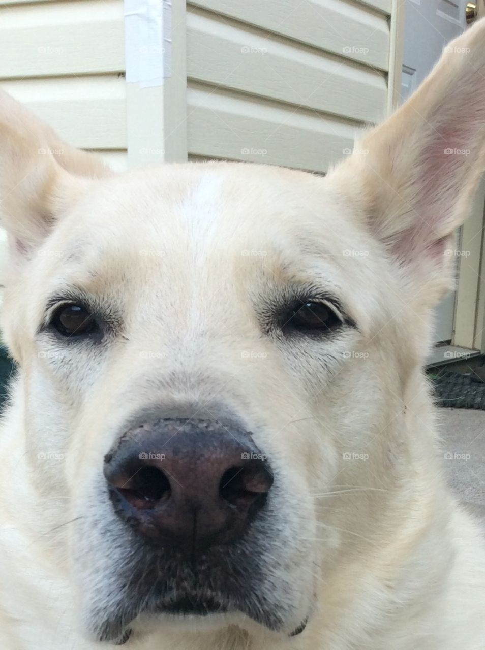 Have you got any cream? 