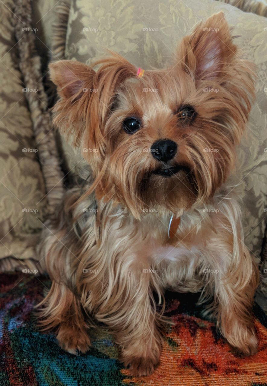 Penny the Yorkie
