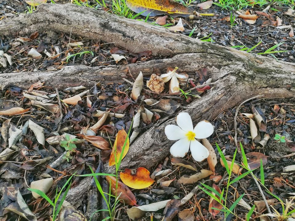 White flower, frangipani on the ground. beauty in the garden.