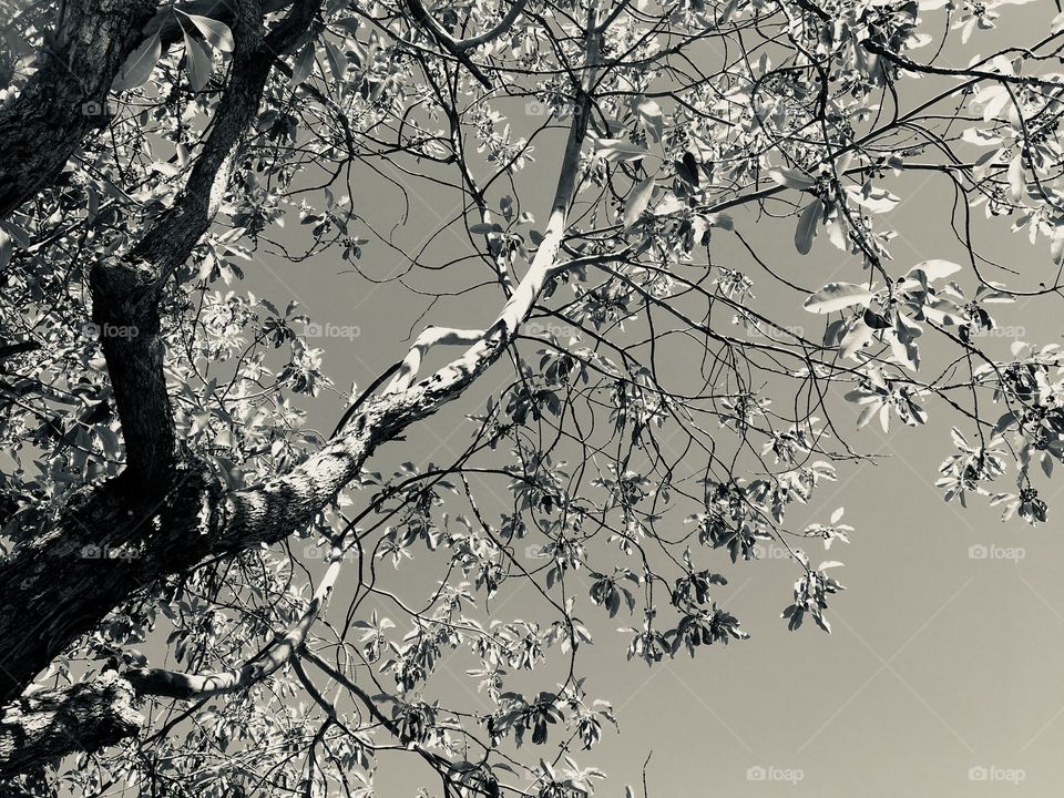 Monochrome image of a tree.
