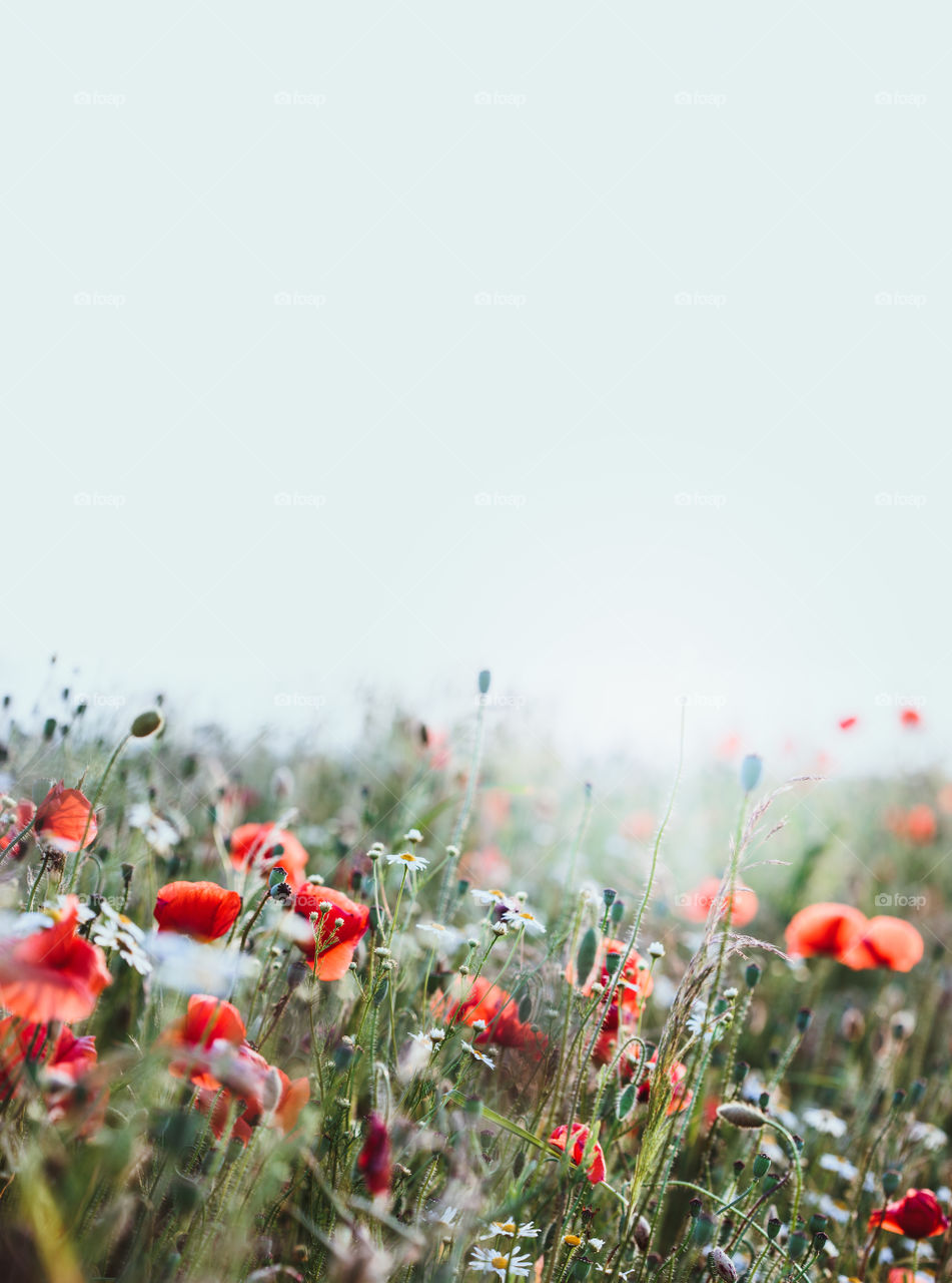 Poppies flowers and other plants in the field. Flowery meadow flooded by sunlight in the summer