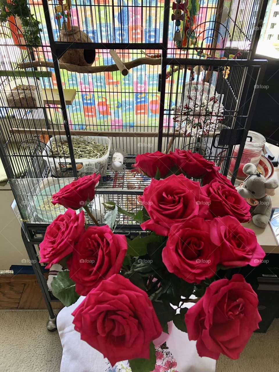 Close up Roses and Kiwi and Coco’s  bird cage 