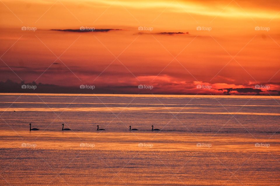 Swans swimming in sunset