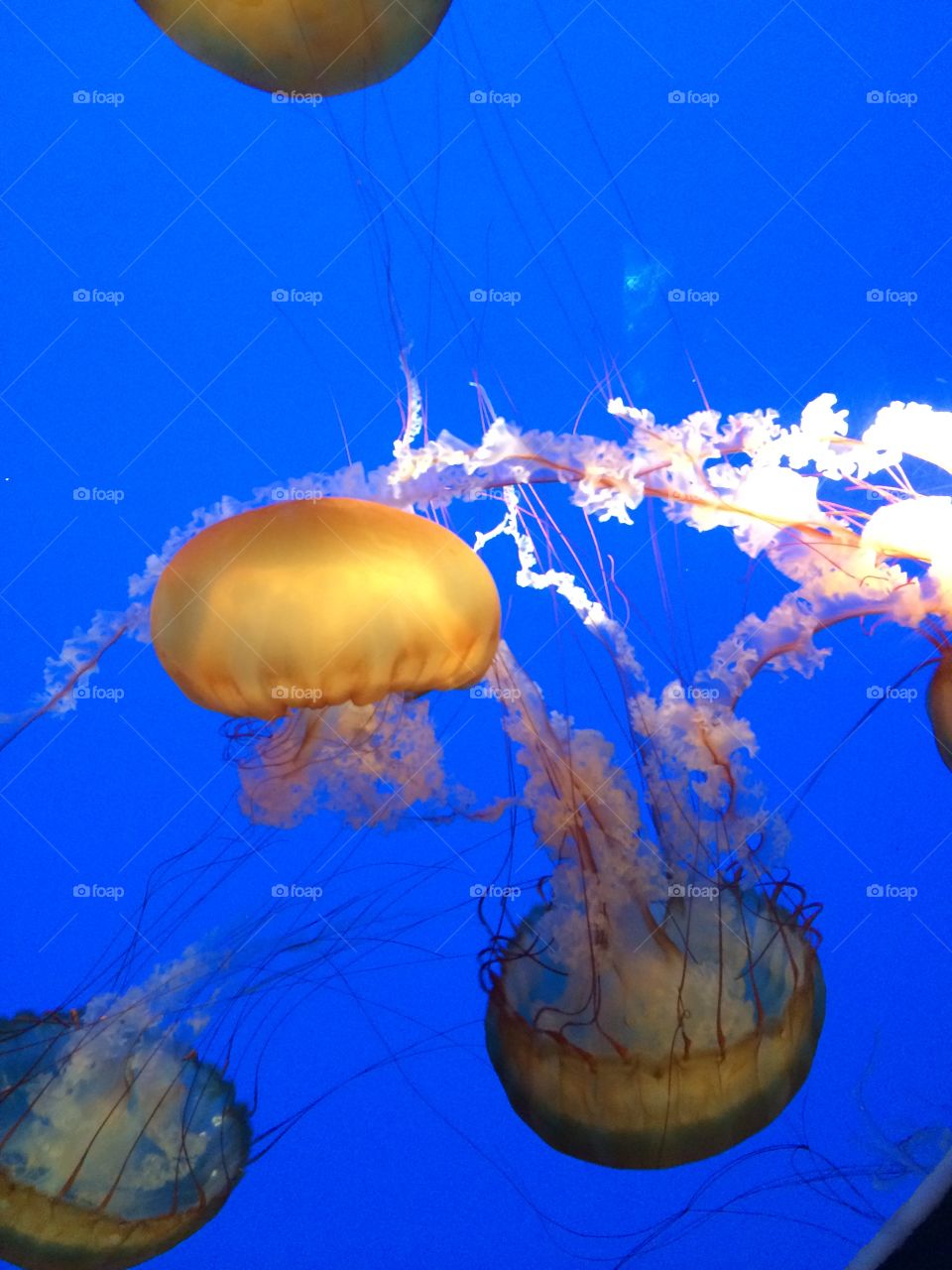 Jellyfish at Aquarium