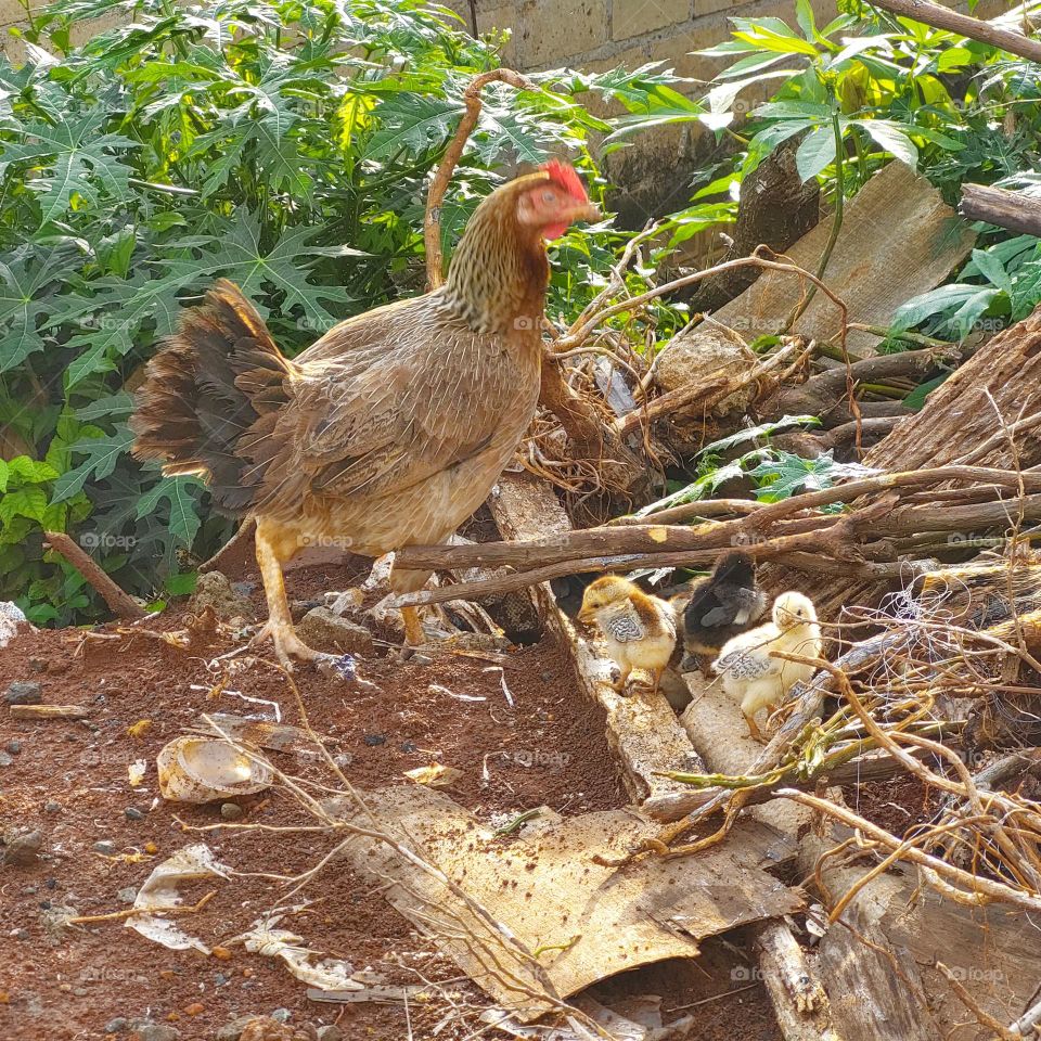 hen and chicks looking for food