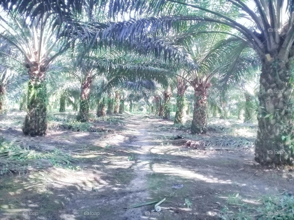 Oil palm plantations that grow well on mineral soil