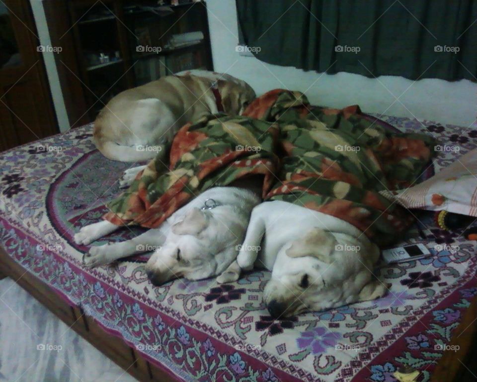 sleeping in peace. My beloved labradors