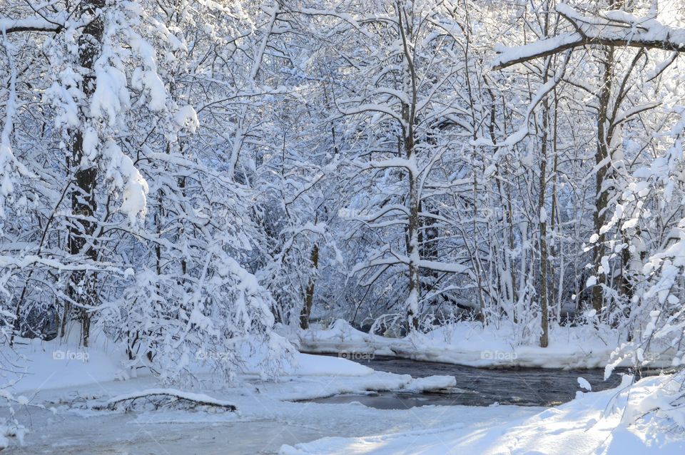 Winter, Snow, Cold, Frost, Ice