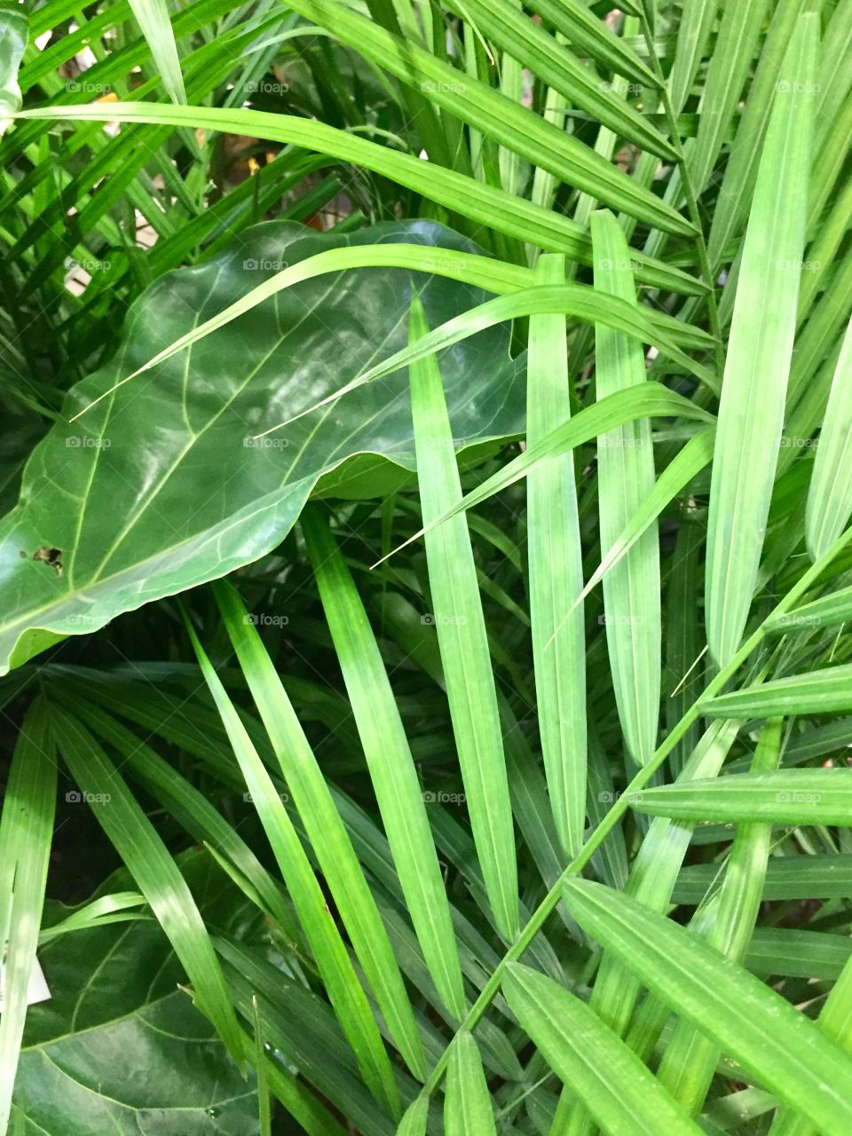 Tropical leaves 