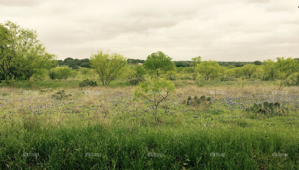 View of what used to be Williams Ranch, Texas. It is now a ghost town full of cactus and bluebonnets. 