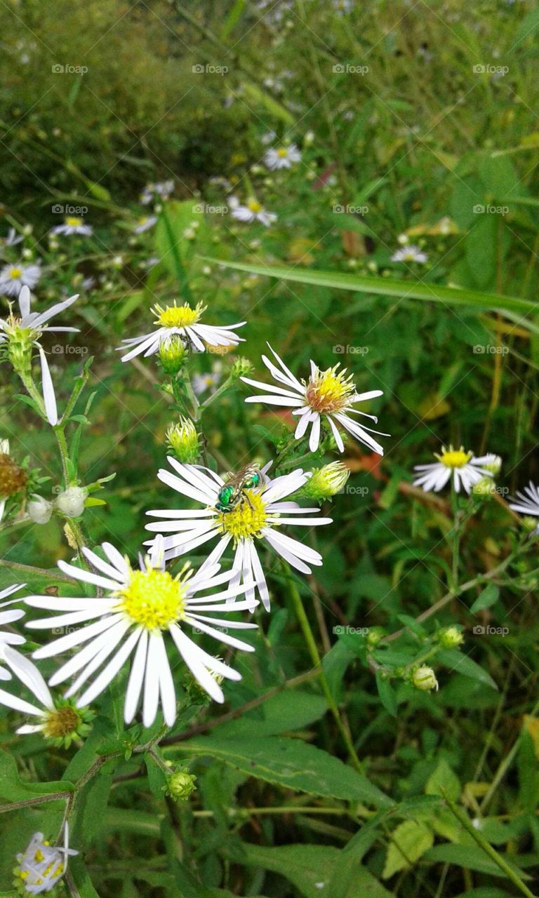 Wildflowers