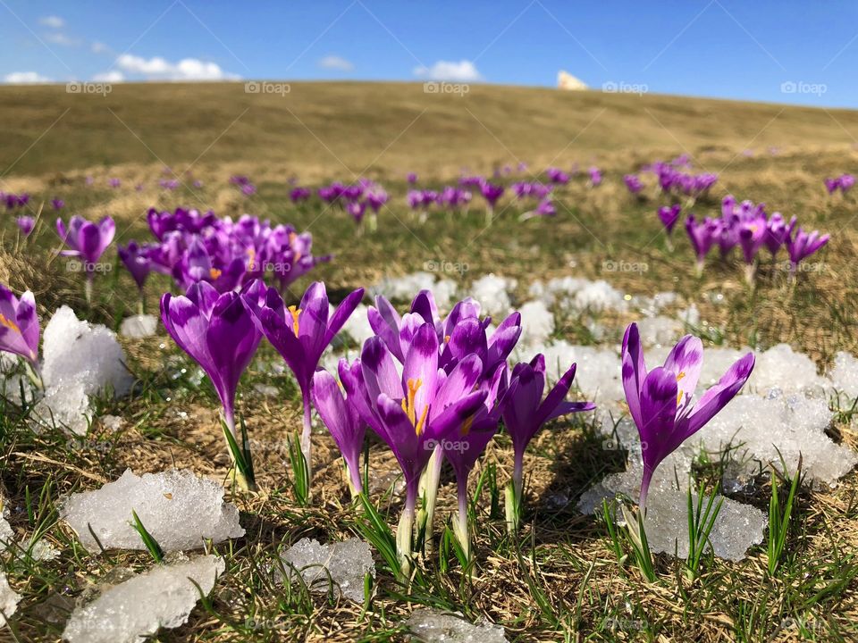 Crocuses in spring 