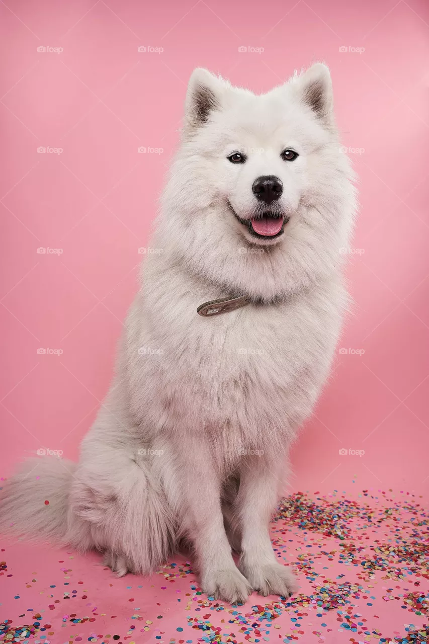 Furry😊