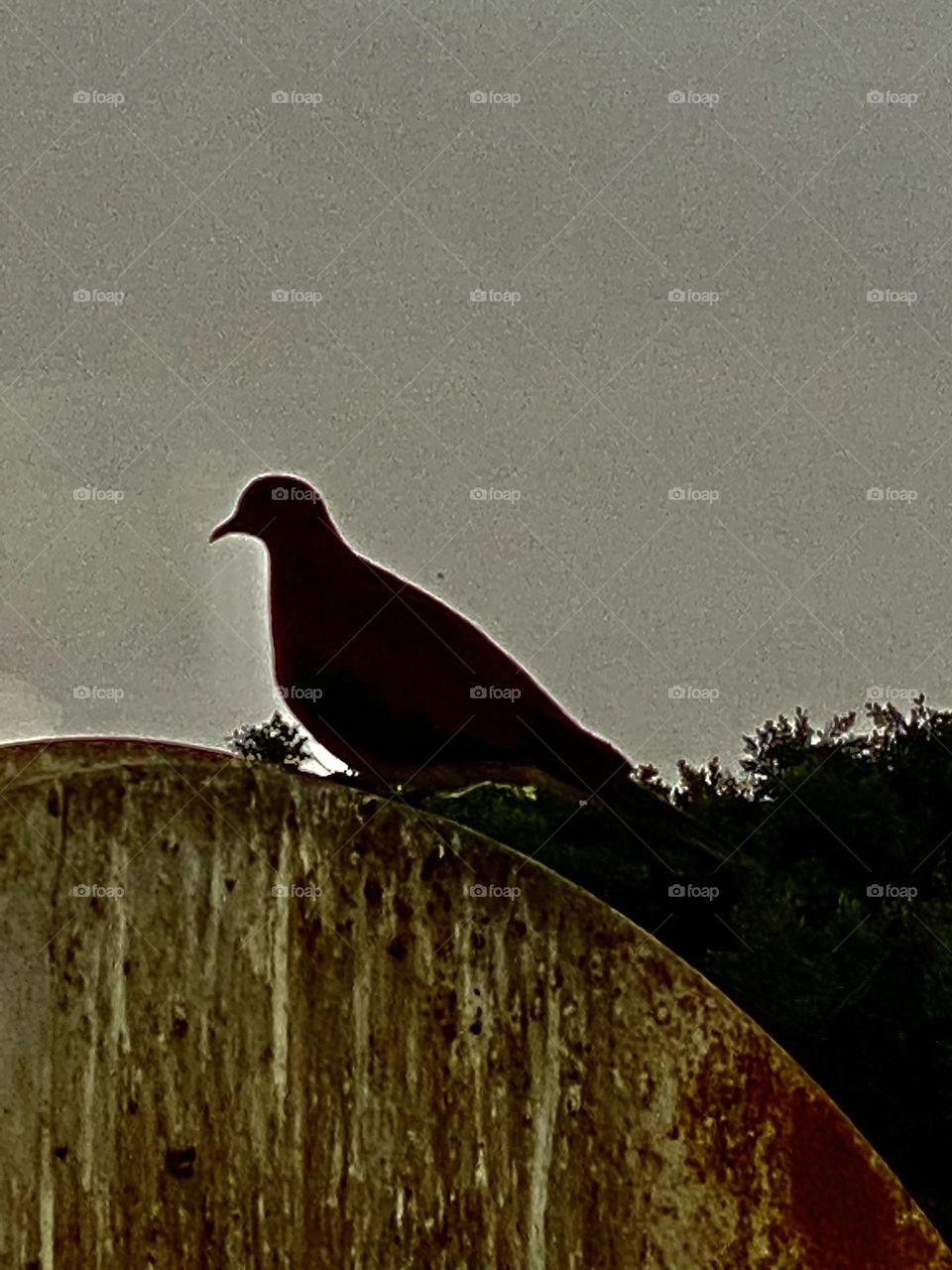 A bird is standing on a dish
