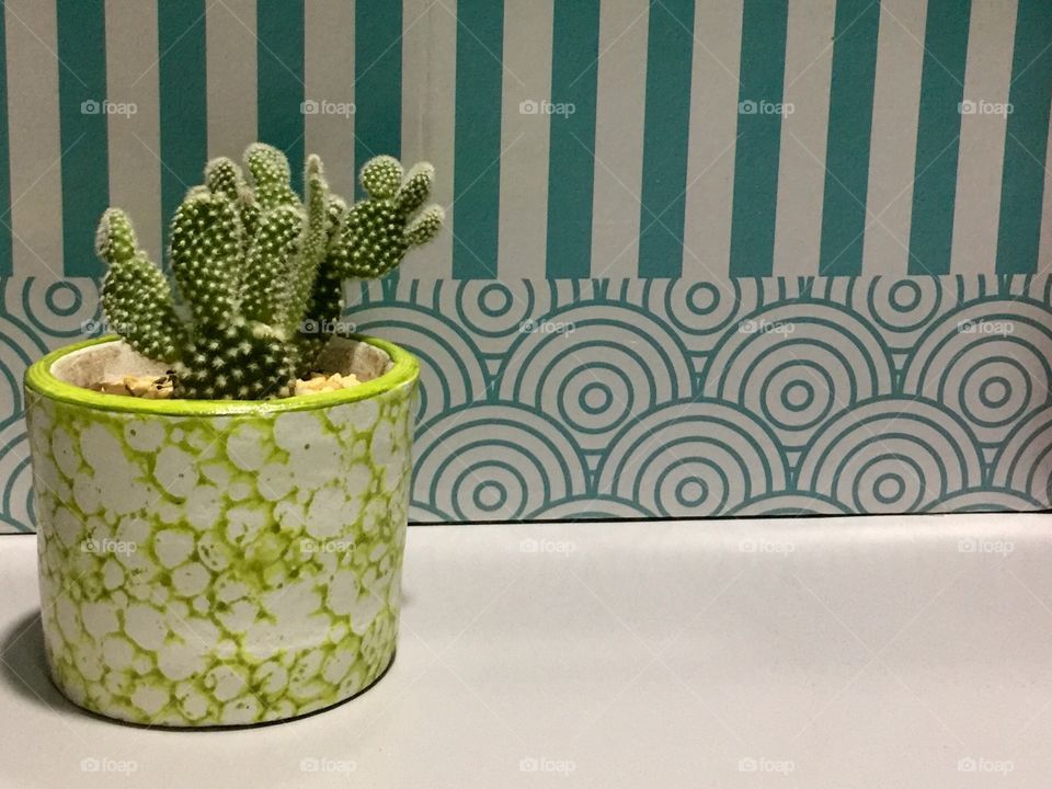 A little cactus in a pot set on a background of stripes and swirls.