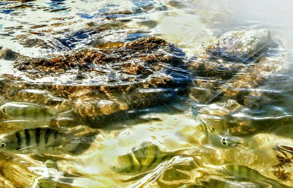 Mar água transparente pedras peixes