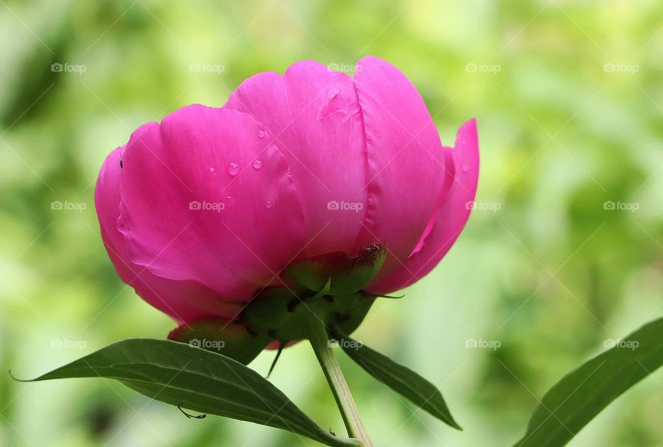Peony