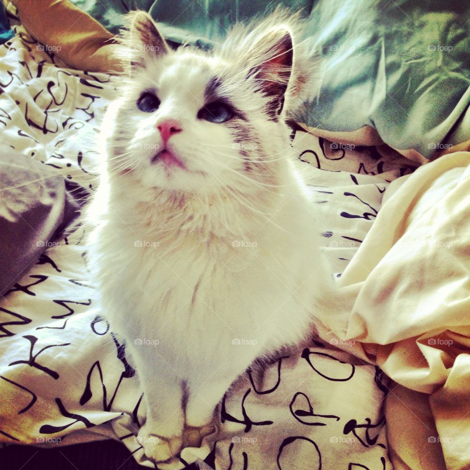 Blue-Eyed Kitty. My cat, Duchess, looking like a duchess