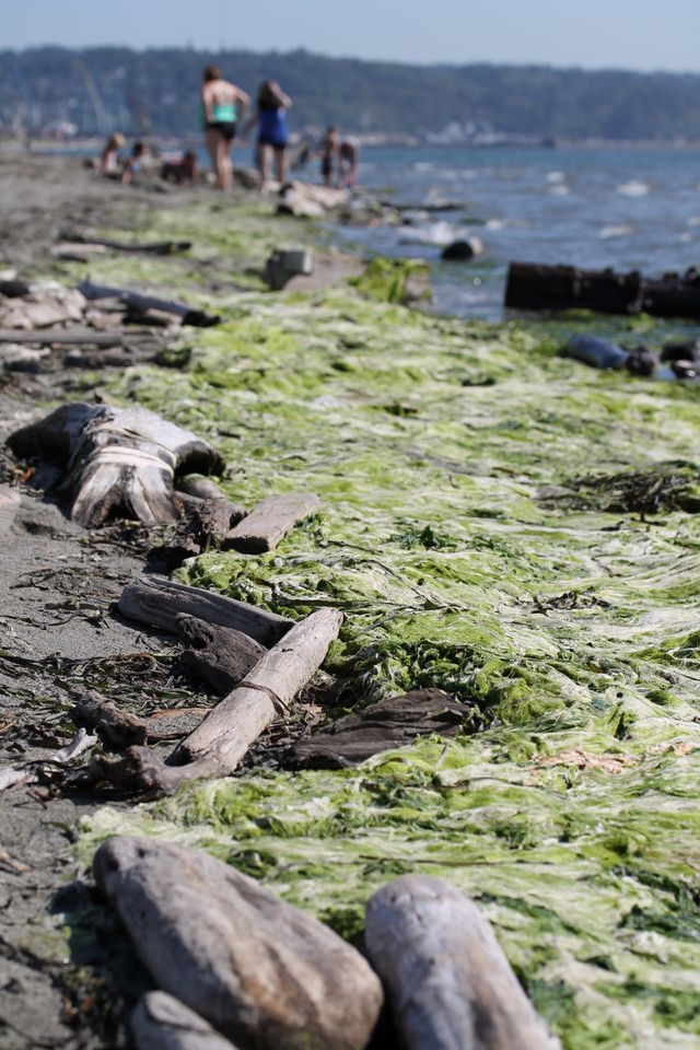 seaweed