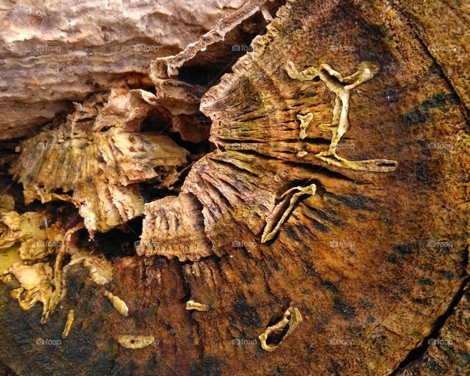 Texture of weathered wood on the park