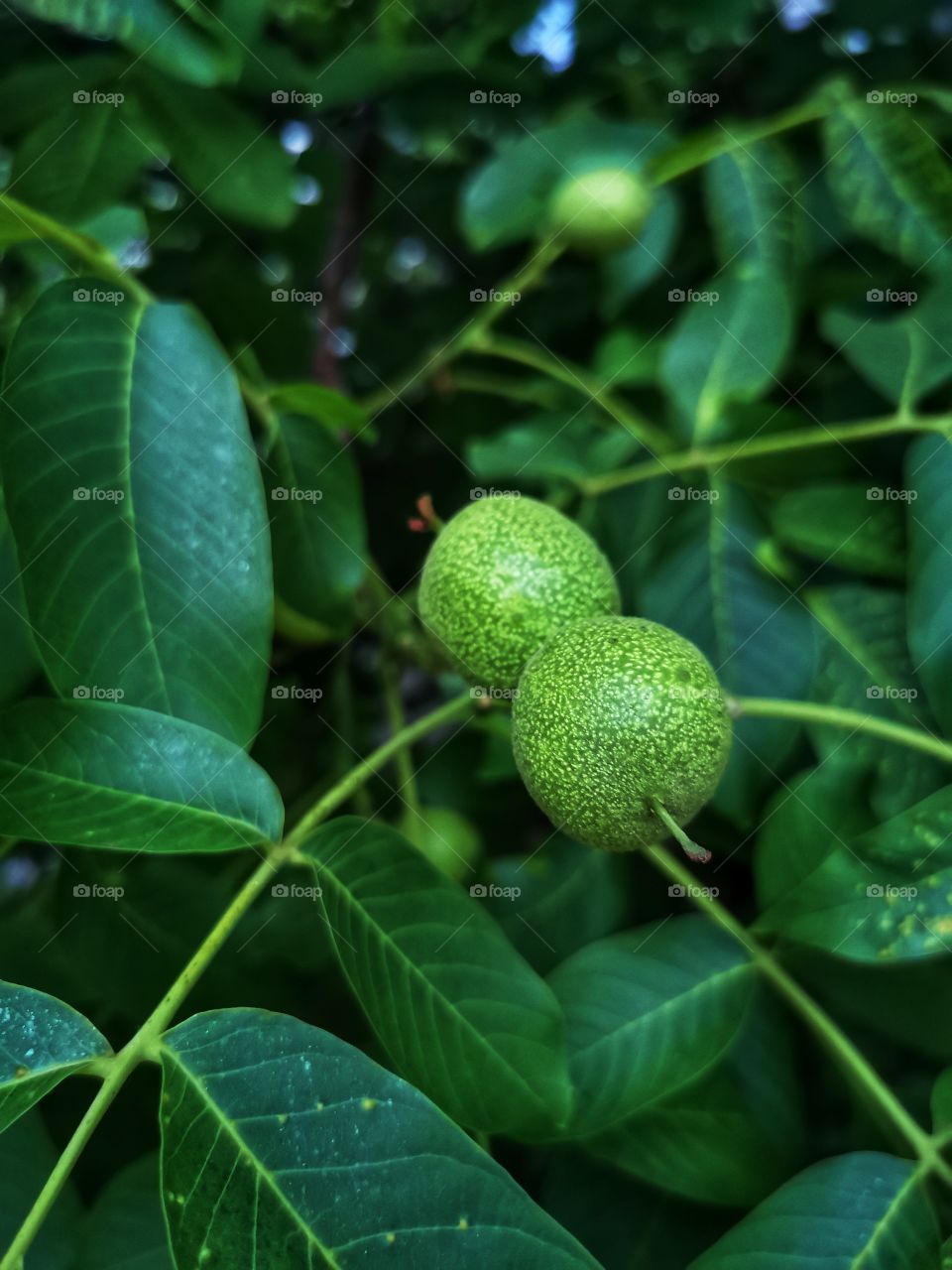 Plants green day forest