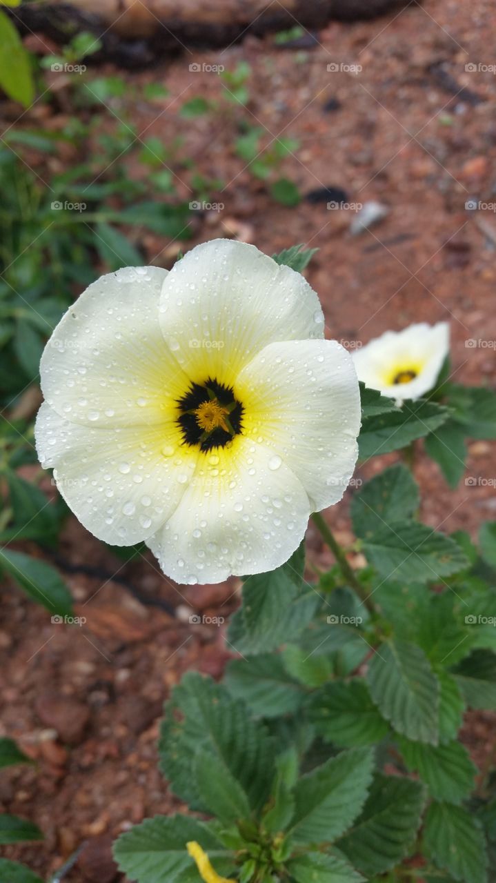 Close up of white flower