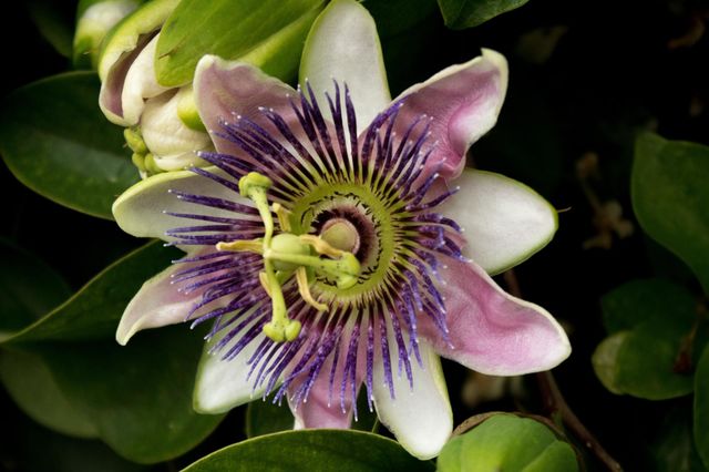 Exotic purple flower
